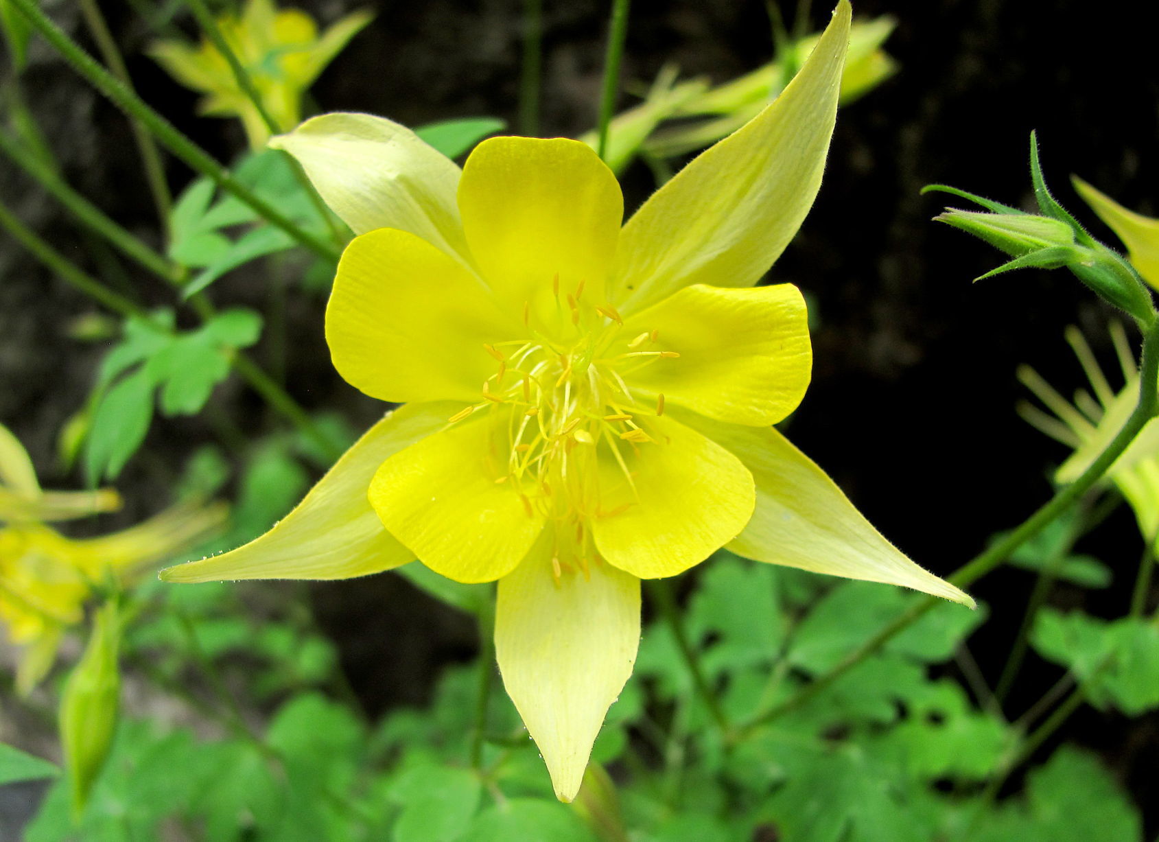 Golden columbine